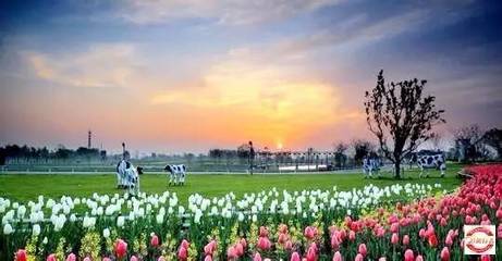 2017年10月3-6日荷蘭花海-陽(yáng)澄湖大閘蟹-沙家浜-錢(qián)塘江大潮-丹頂鶴自然保護(hù)區(qū)四日游招募_旅游_網(wǎng)